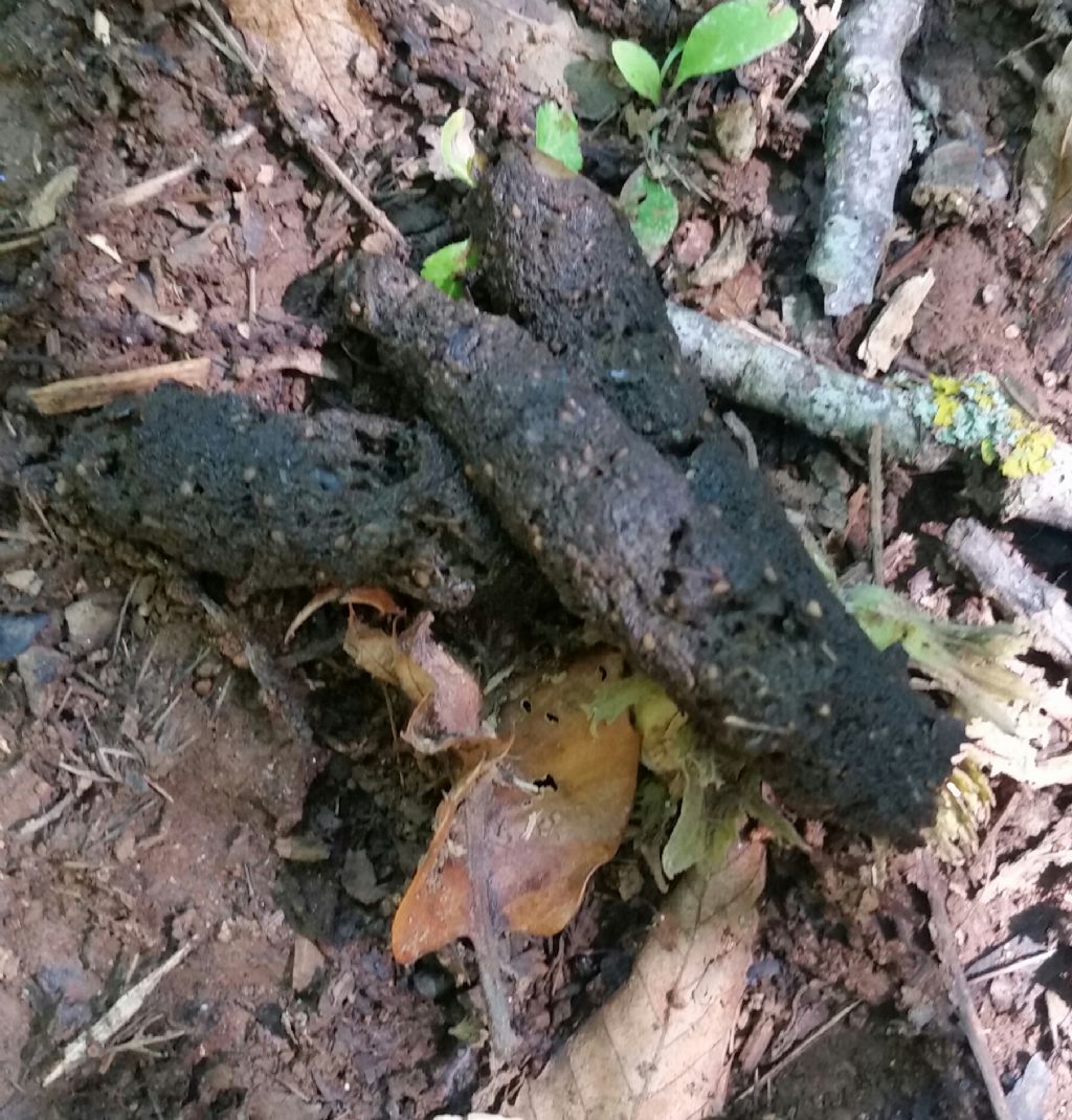 Escrementi di volpe?